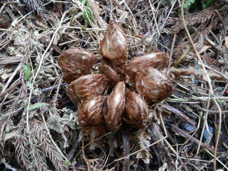 このゼンマイもカゴシダのようになるのかな？