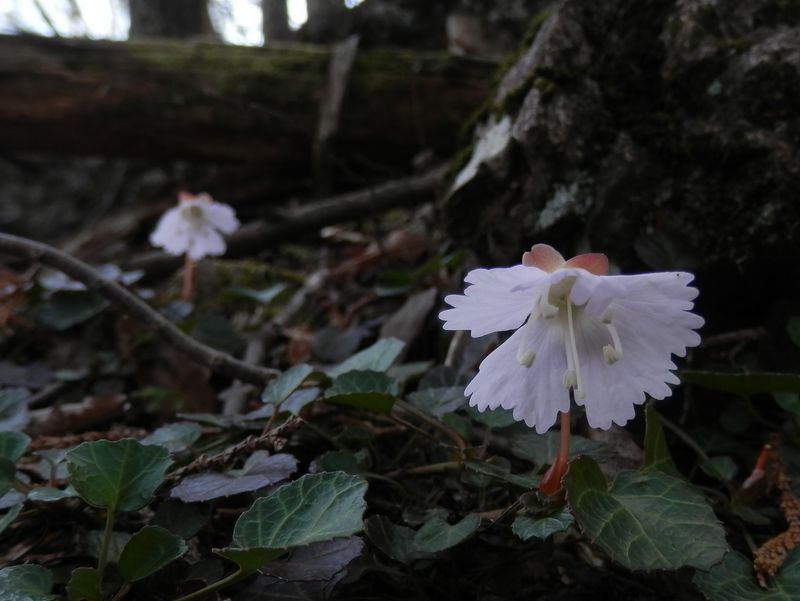 イワウチワさん、こんにちは