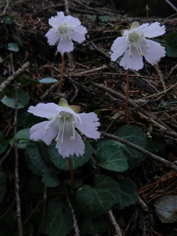 イワウチワの小群落