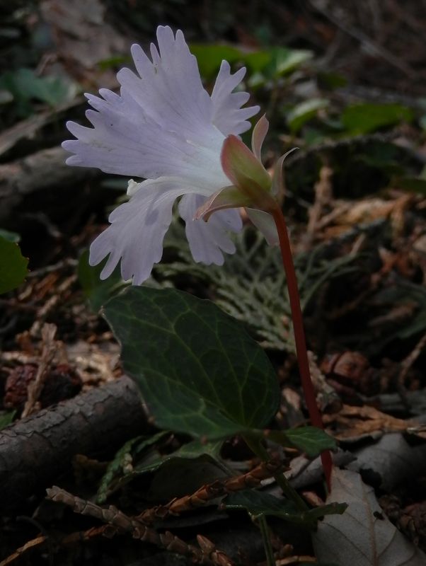 イワウチワの後姿