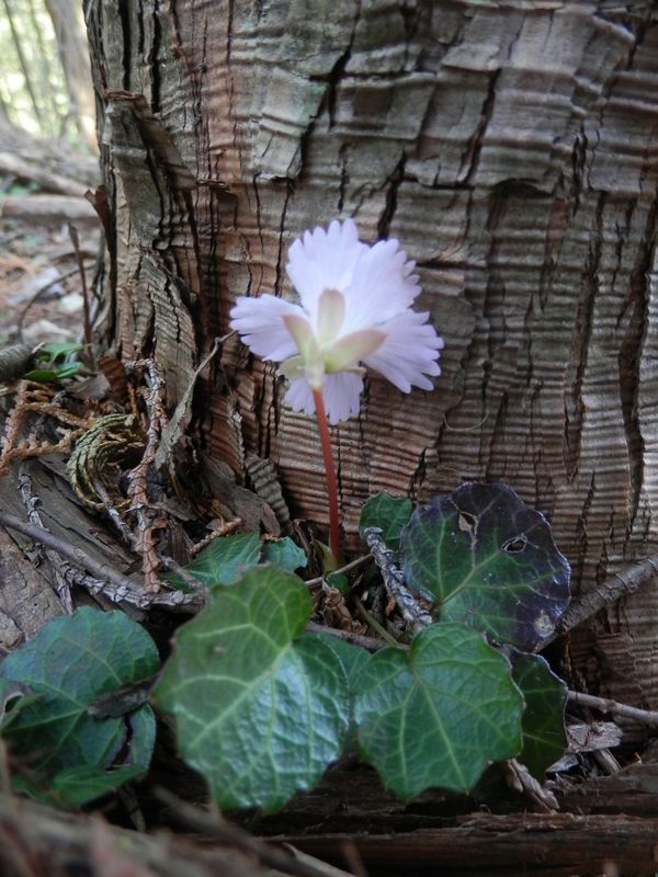 誰にも顔を見られたくない？