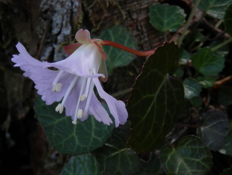 イワウチワ一輪