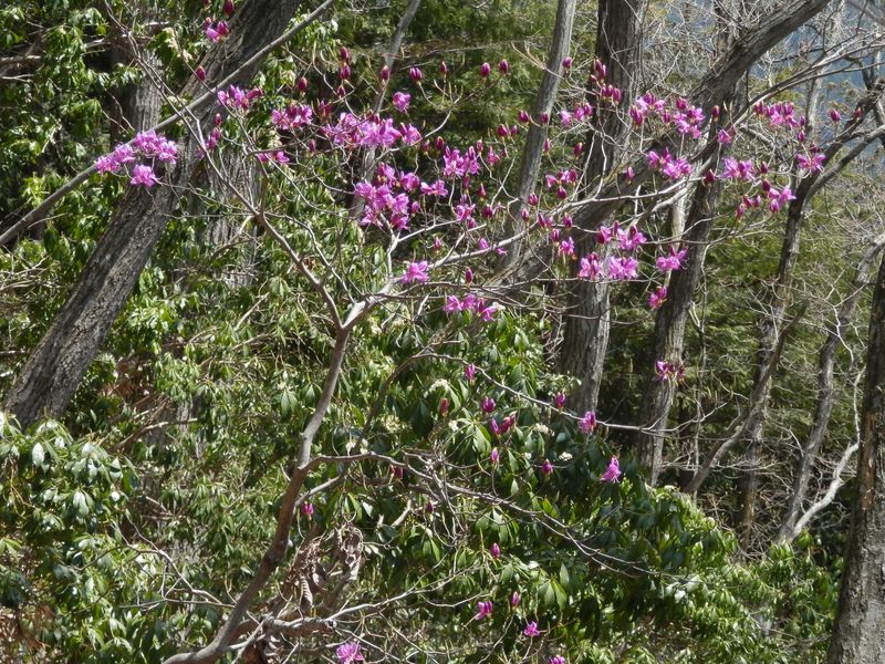 咲き始めのミツバツツジ