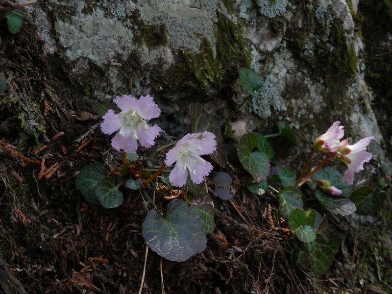 岩場に咲くイワウチワの花