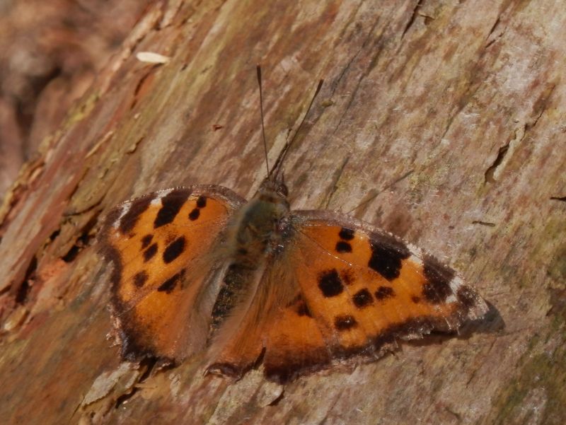 自分の姿を見せに来たヒオドシチョウ