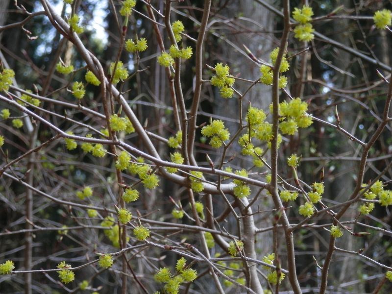 アブラチャンの花見頃