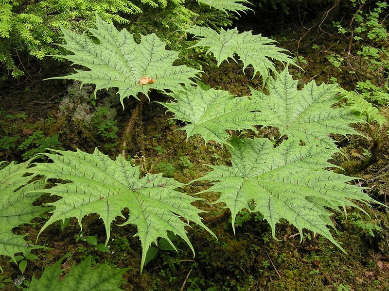 天狗岳 -- トゲだらけの葉をもつハリブキ