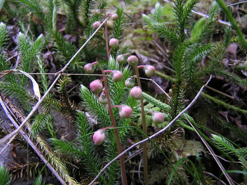 天狗岳 -- ベニバナイチヤクソウのつぼみかな？