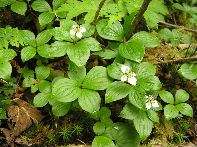 天狗岳 -- ゴゼンタチバナは、これより森林限界近くまで咲いていた