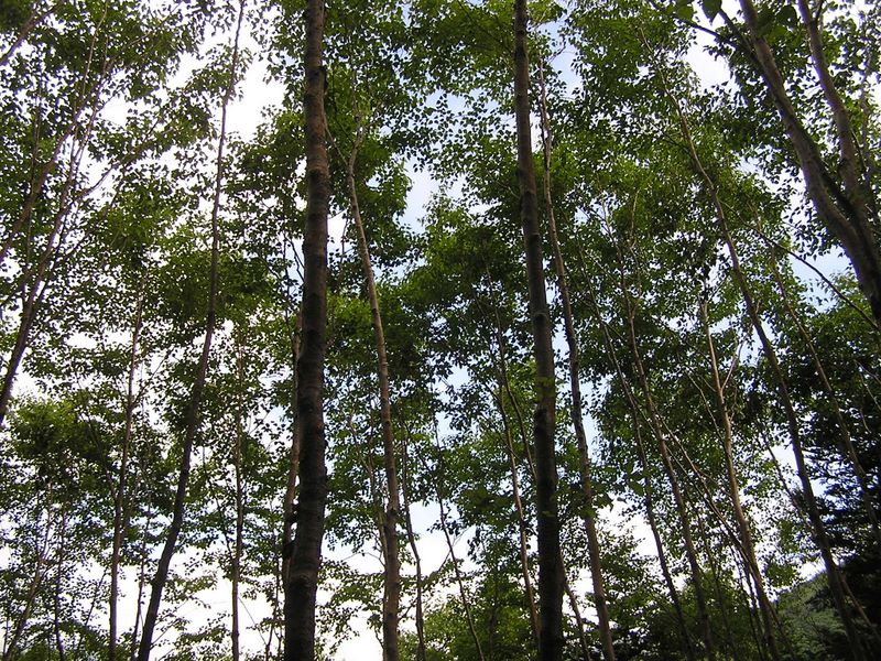 天狗岳 -- ダケカンバの向こうにうっすらと青い空が見えてきた