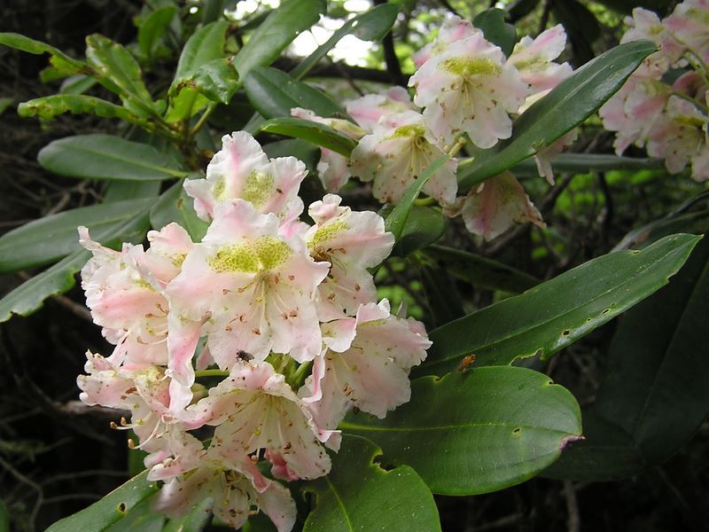 天狗岳 -- この日初めてのハクサンシャクナゲの花