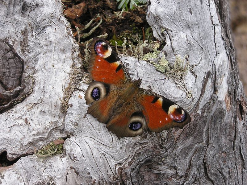天狗岳 -- 第一展望台の近くにいたクジャクチョウ