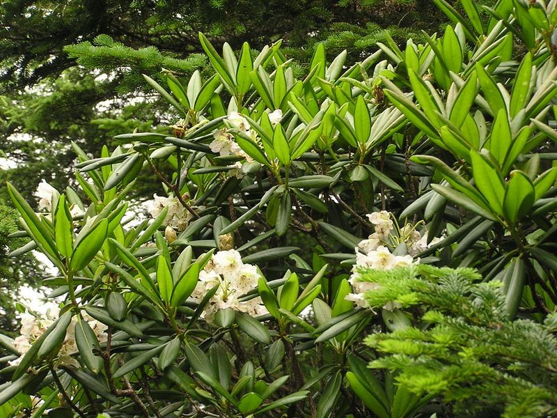 天狗岳 -- 白花のハクサンシャクナゲ