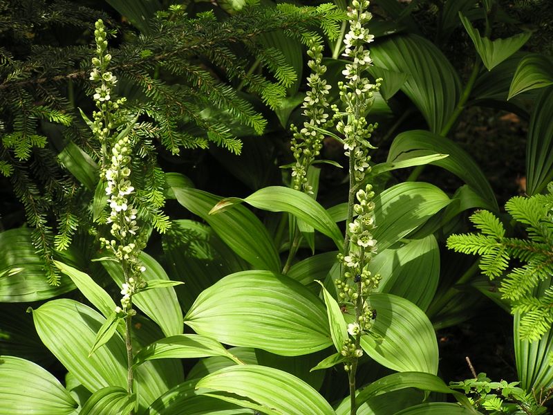 天狗岳 -- ミヤマバイケイソウ