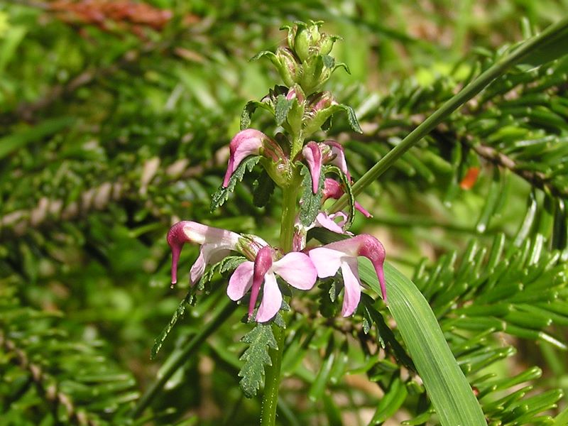 天狗岳 -- ヨツバシオガマ