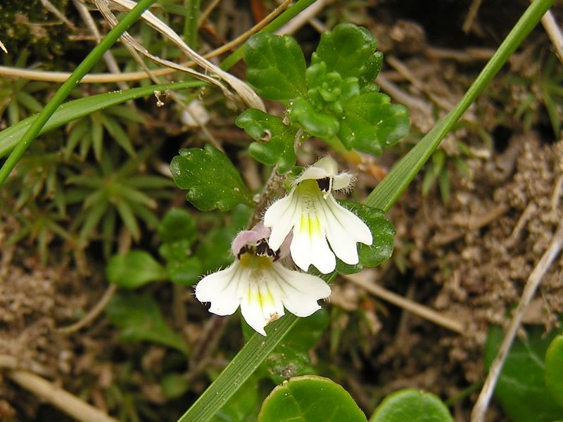 天狗岳 -- コバノコゴメグサ