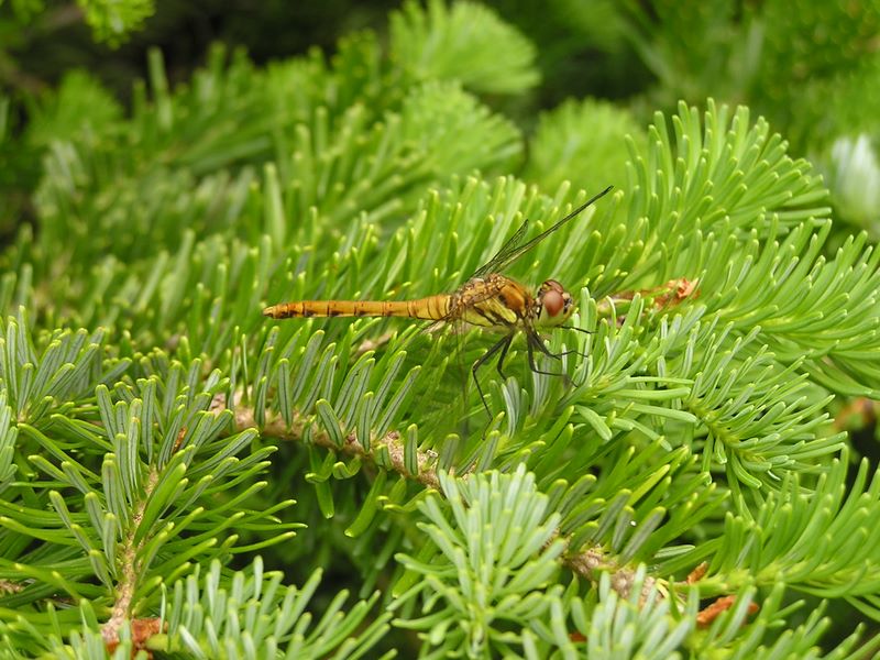 天狗岳 -- アキアカネ