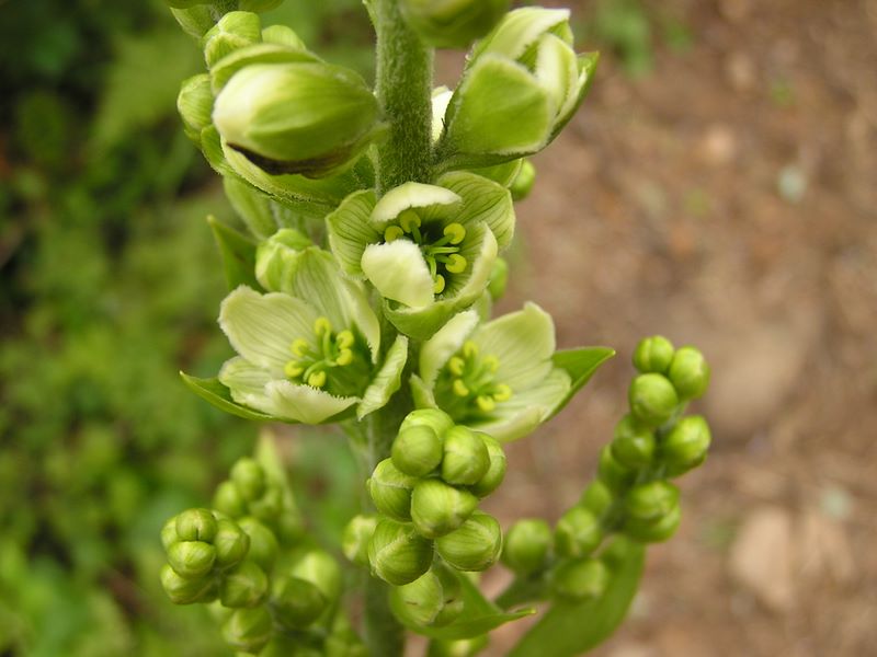 天狗岳 -- ミヤマバイケイソウの花をクローズアップで