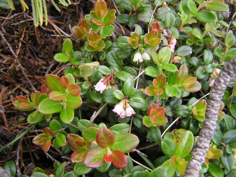 天狗岳 -- コケモモ