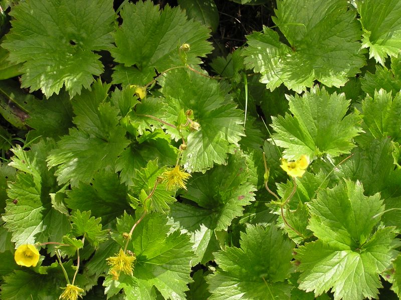 天狗岳 -- ミヤマダイコンソウ