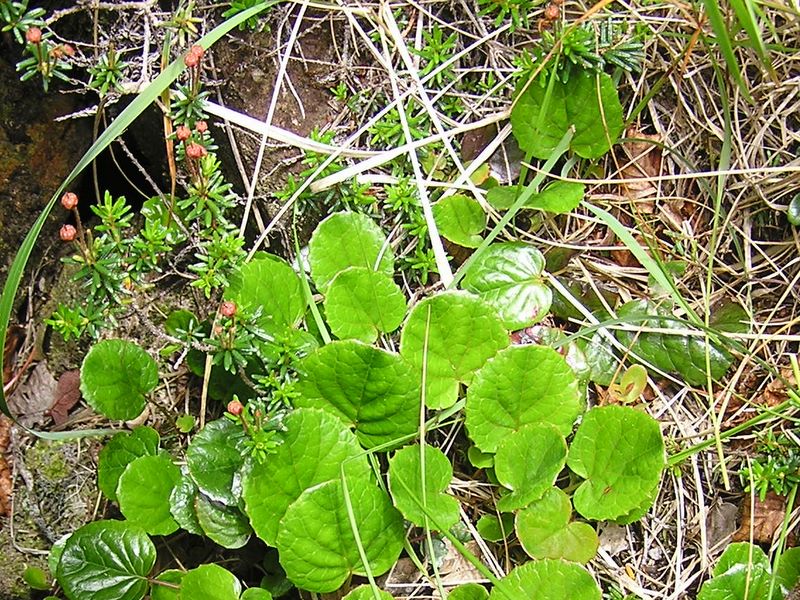 天狗岳 -- イワカガミとツガザクラ