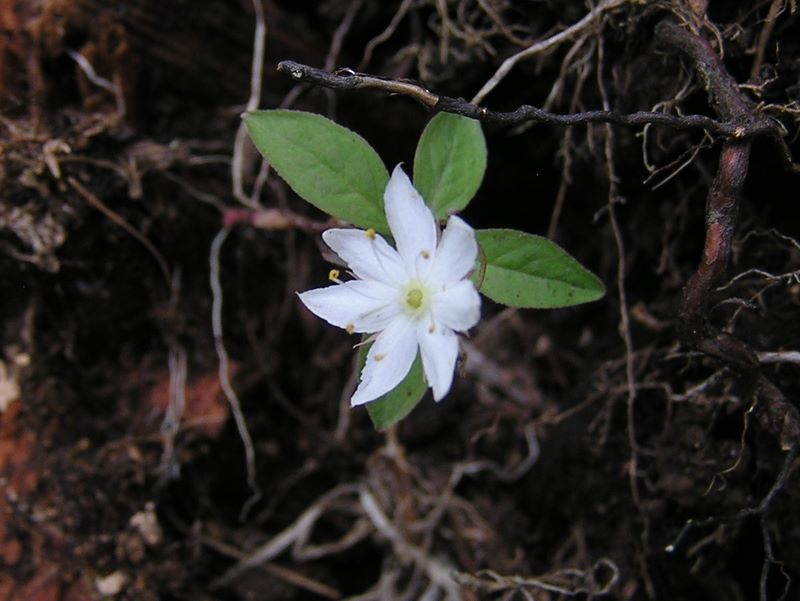 天狗岳 -- ツマトリソウ