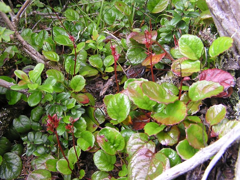 天狗岳 -- イワカガミの葉が光る