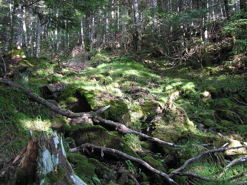 天狗岳 -- 登山道に差す木漏れ日