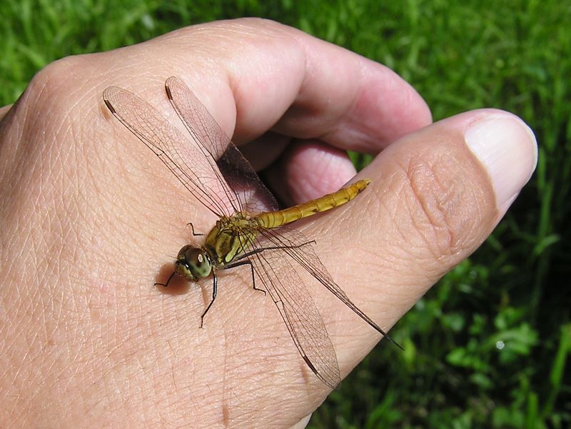 天狗岳 -- 唐沢鉱泉に到着すると、さっそく歓迎にやって来たアキアカネ
