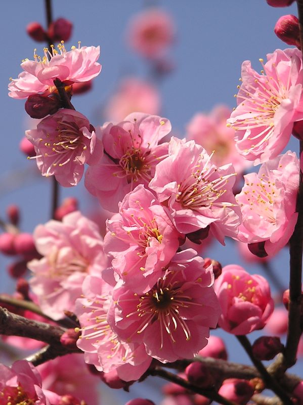 天狗岩・赤ぼっこ -- 雄しべの数が多いのですね