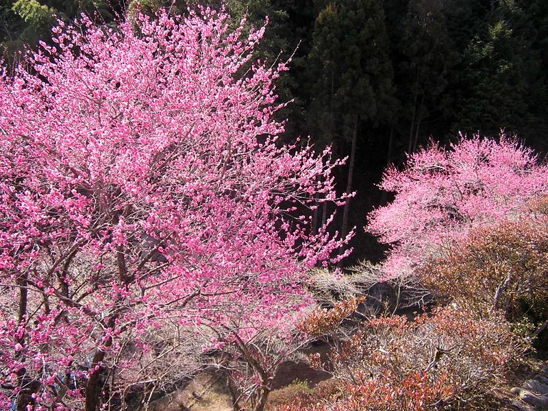 天狗岩・赤ぼっこ -- 東口は、正面口よりもよく咲いていた