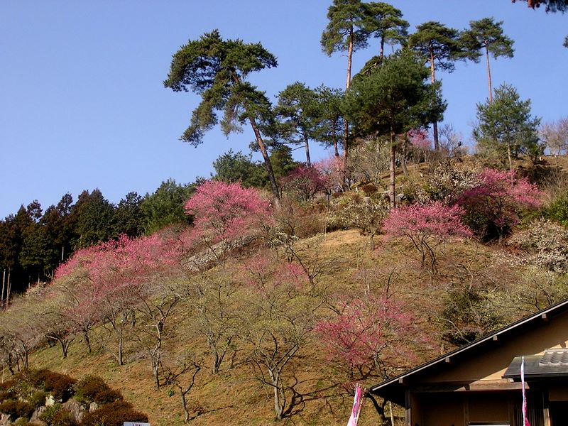 天狗岩・赤ぼっこ -- 梅の公園東口
