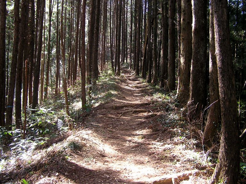 天狗岩・赤ぼっこ -- 谷すじを抜け、尾根道になると明るい杉林になった