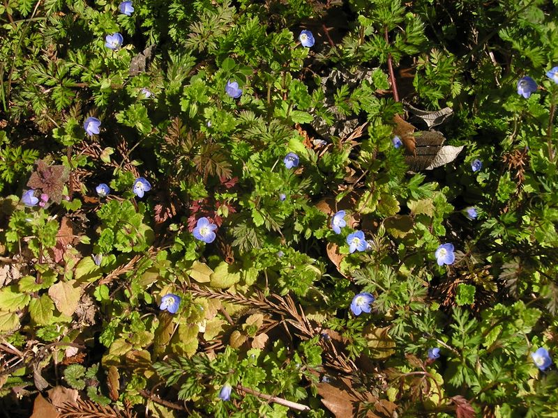 天狗岩・赤ぼっこ -- 早春の花、オオイヌノフグリ