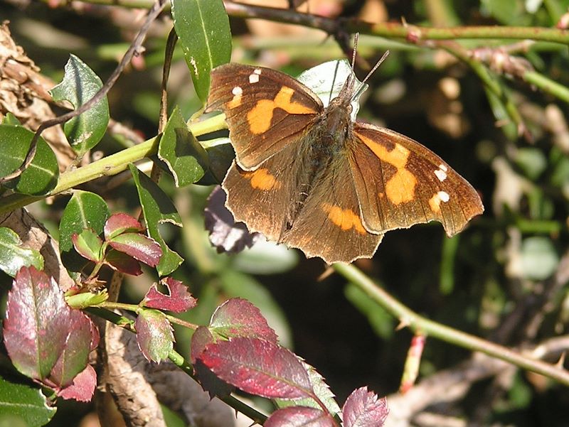 天狗岩・赤ぼっこ -- 冬越ししたテングチョウ