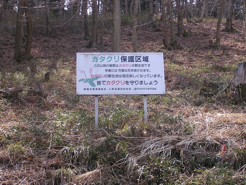 天狗岩・赤ぼっこ -- 天祖神社下のカタクリ群生地