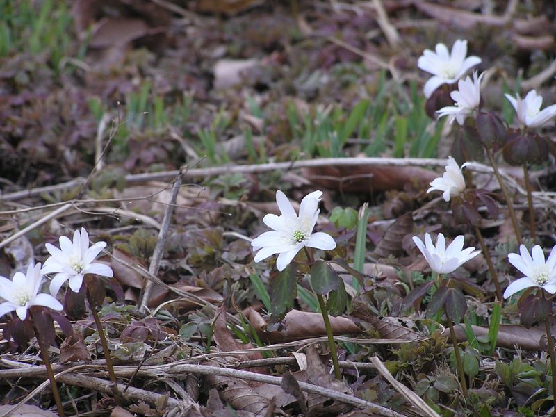 天狗岩・赤ぼっこ -- カタクリに先立って咲く、アズマイチゲ