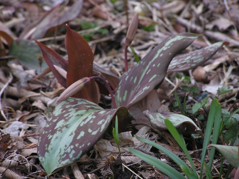 天狗岩・赤ぼっこ -- やっとカタクリのつぼみを見つけた