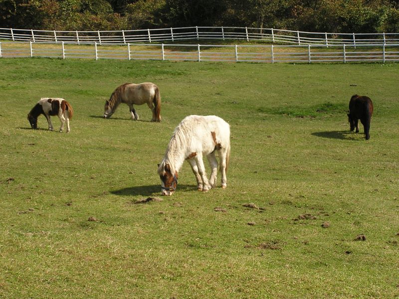 まきば公園・天女山 -- まきば公園のポニー広場