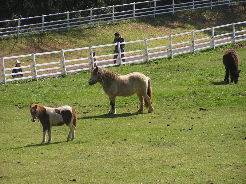 まきば公園・天女山 -- まきば公園のポニー広場