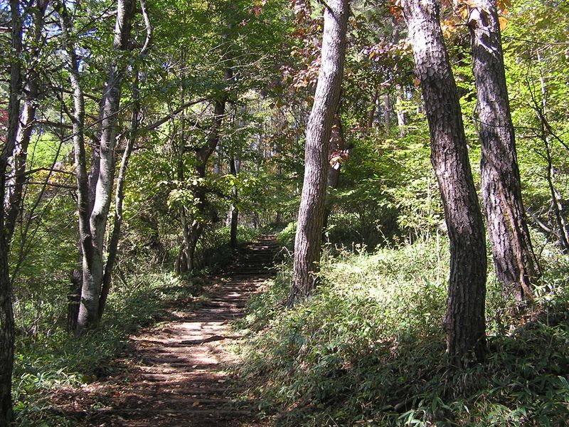 まきば公園・天女山 -- 紅葉もちらほらのカラマツ林
