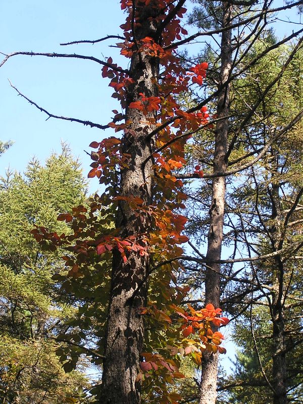 まきば公園・天女山 -- ♪♪ 松を彩る.....