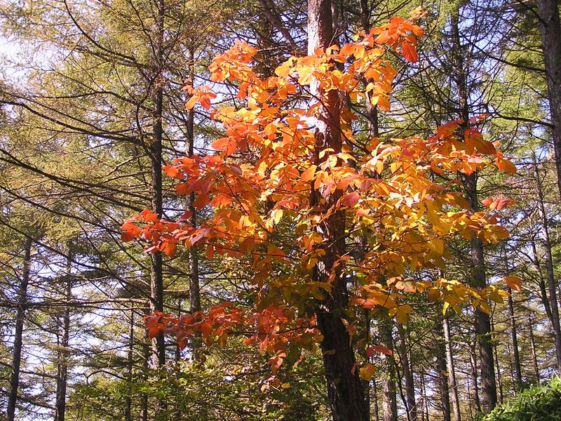 まきば公園・天女山 -- 鮮やかな彩り