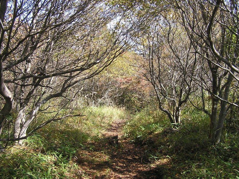 まきば公園・天女山 -- 天女山から美し森方面に向かう道