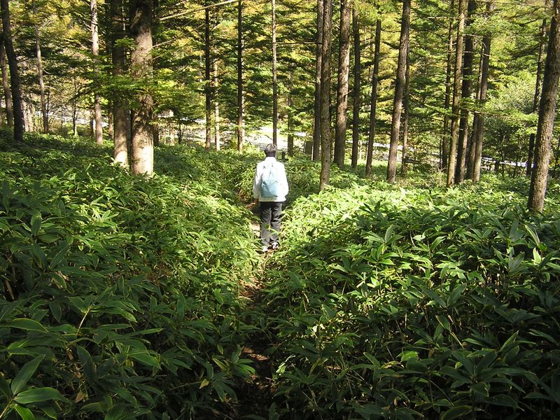 まきば公園・天女山 -- 笹の道