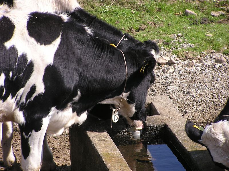 まきば公園・天女山 -- 塩をなめる牛