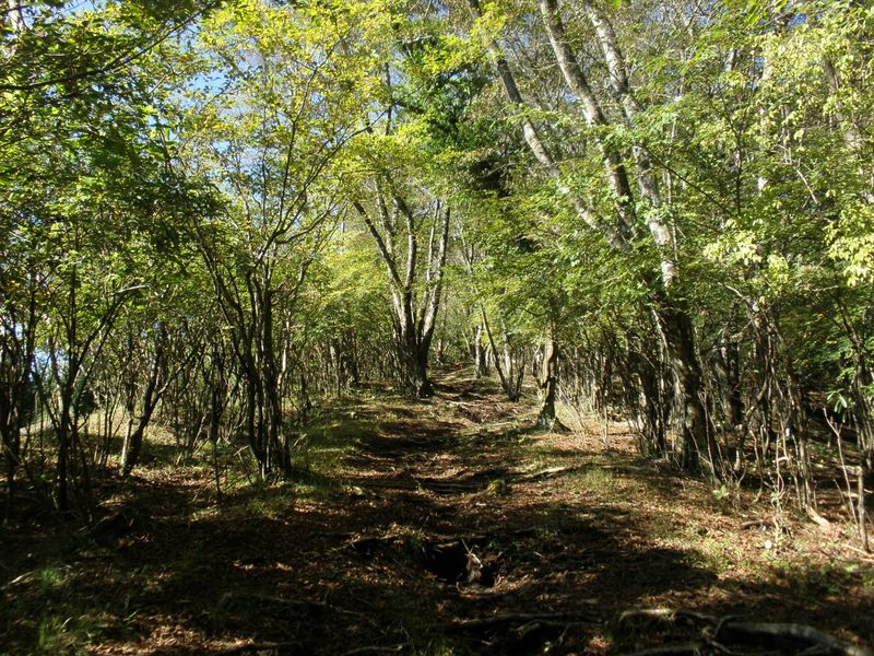 まるで新緑のような