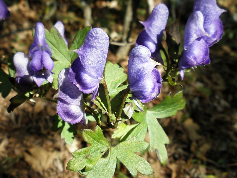 トリカブトばかり