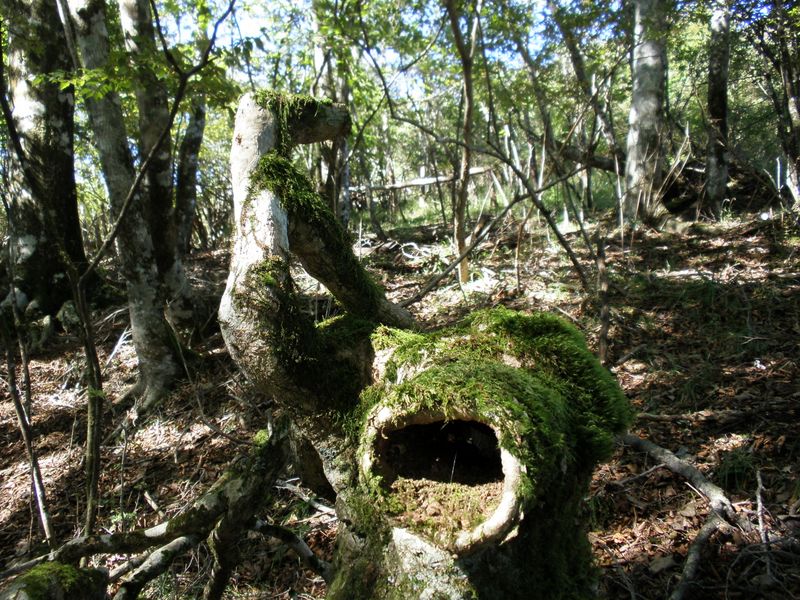 夜見たら怖そう