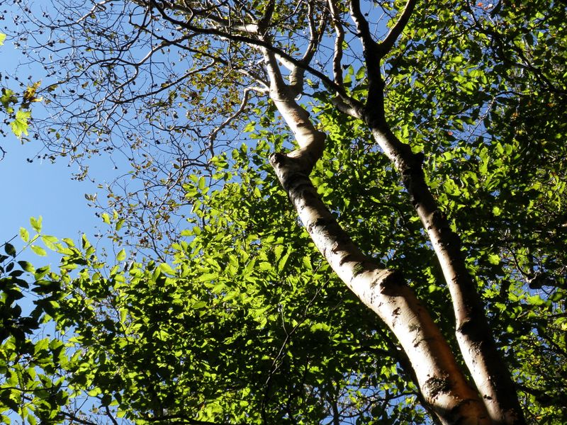 肌の色が目立つヒメシャラ